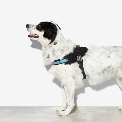 Zeedog Arnés Flyharness Gotham