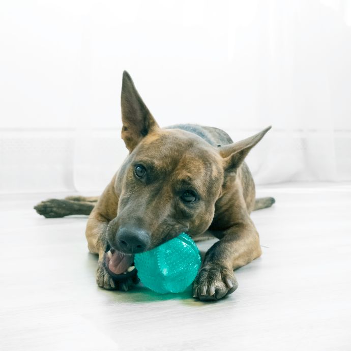 Kong Pelota Dental Kong Squeezz