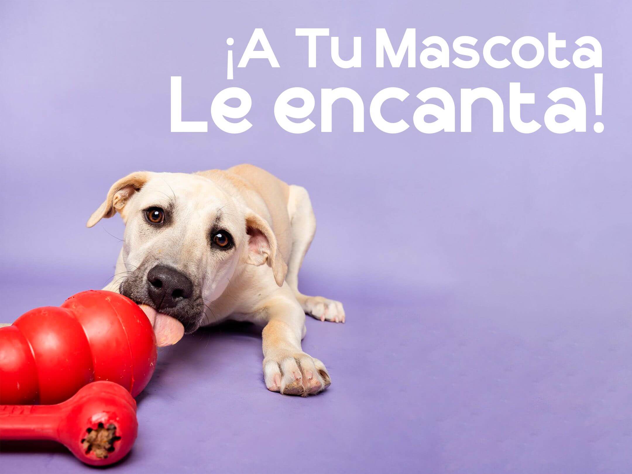 🧸 La importancia de los juguetes para las mascotas