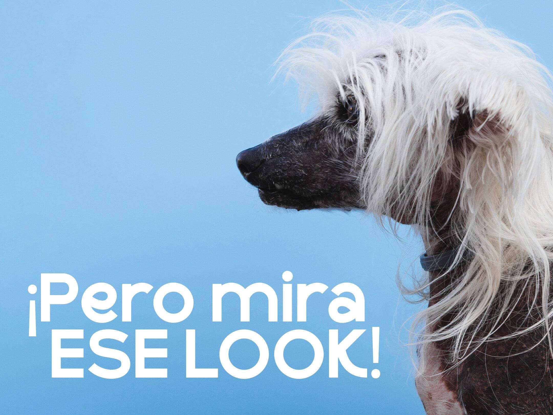 🛁 Grooming pet: mucho más que estética
