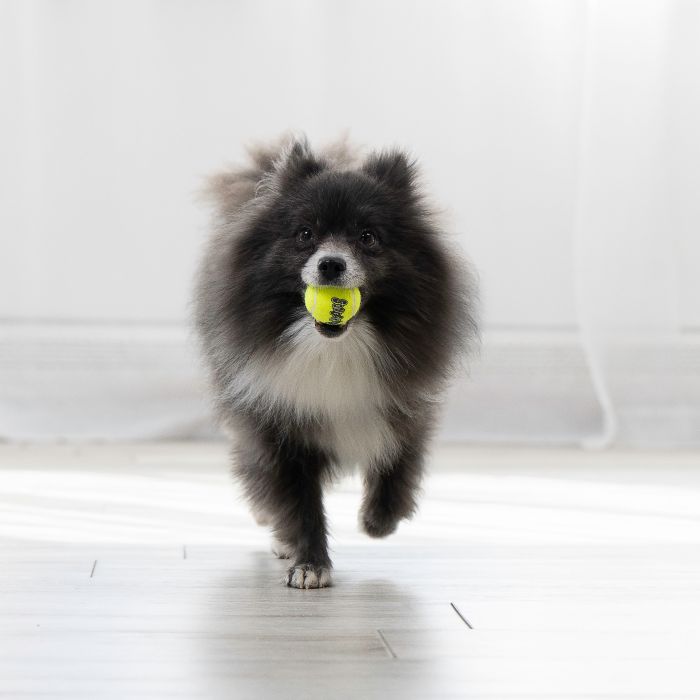 Kong Pelotas Kong Squeak Air Large X2