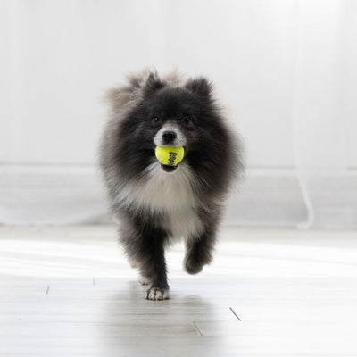 Kong Pelotas Kong Squeak Air Large X2