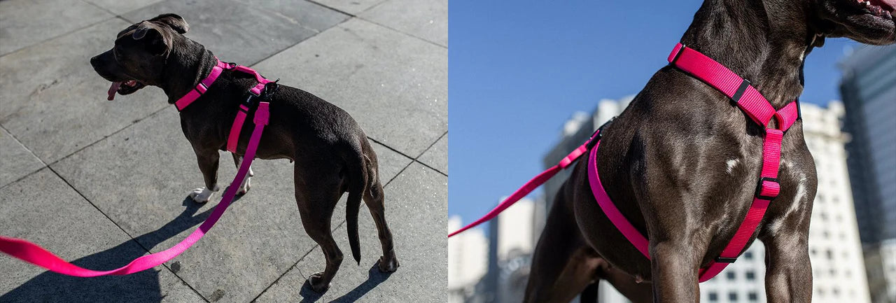 Zeedog Arnés H Led Rosa