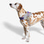 Zeedog Arnés Flyharness Acg