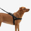 Zeedog Arnés Softer-Walk Gotham