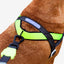 Zeedog Arnés Softer-Walk Nox