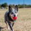 Kong Pelota De Caucho Kong Classic Medium/Large