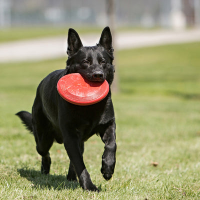 Kong Frisbee De Caucho Kong Classic
