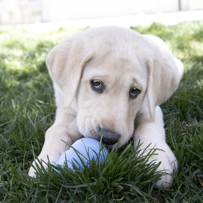 Kong Portasnacks Kong Puppy