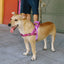 Zeedog Arnés Softer-Walk Brain - Rosa