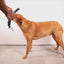 Zeedog Arnés Softer-Walk Gotham